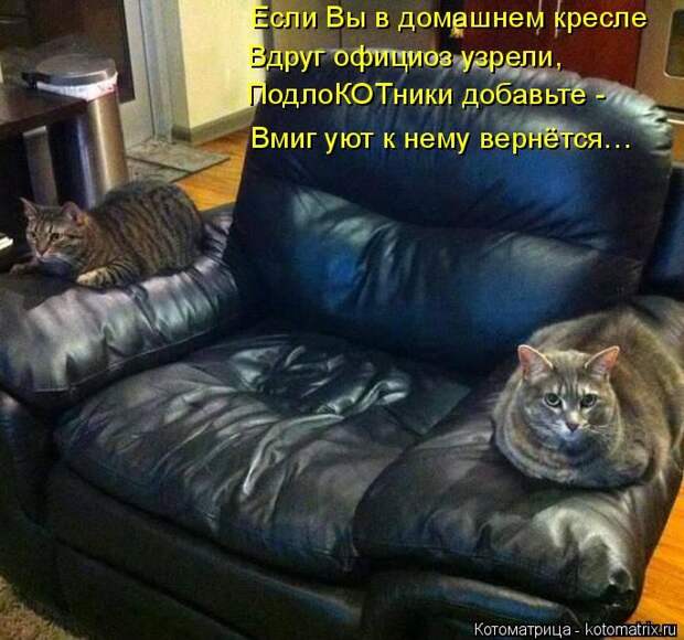 Лучшие котоматрицы недели (50 фото)