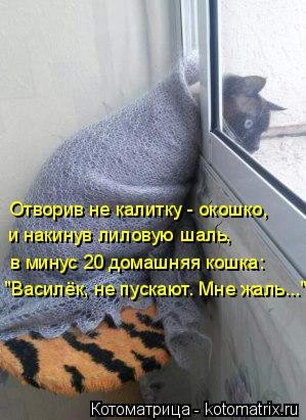 Котоматрицы, животные приколы.