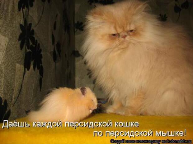 Котоматрицы (картинки с надписями)