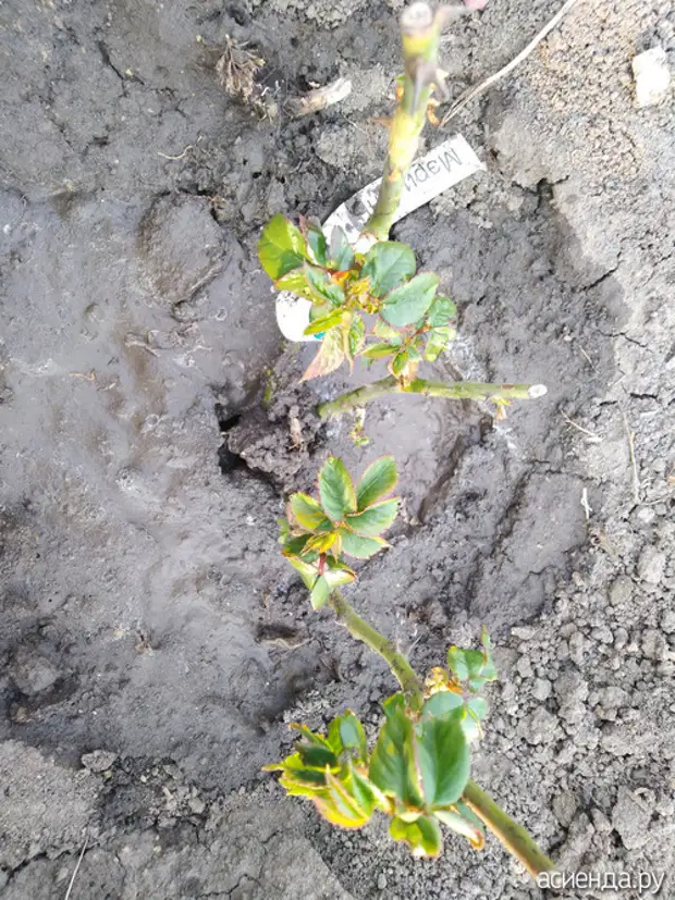 Реанимация роз и ранняя посадка новых.