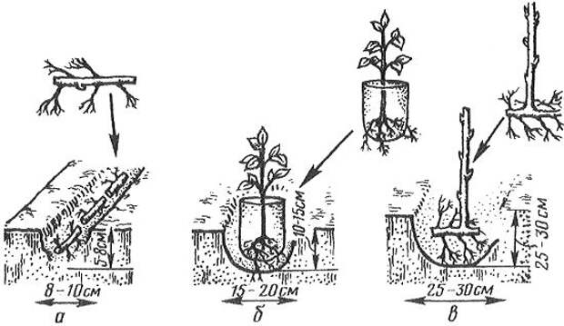 Схема посадки малины весной фото