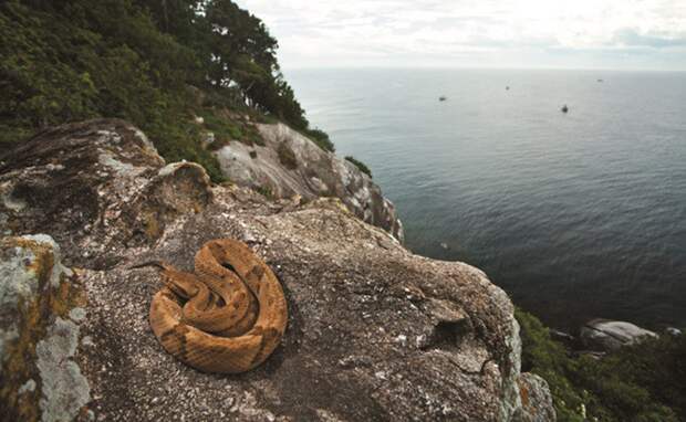 1. Змеиный остров – Бразилия запрещено, места, факты
