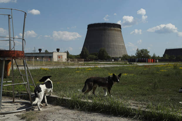 Собаки на фоне заброшенной после аварии Чернобыльской АЭС