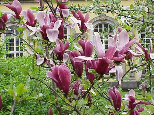 Магнолия лилиецветная (лат. Magnolia liliiflora)