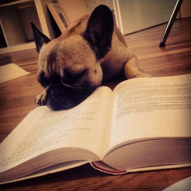 животные и книги