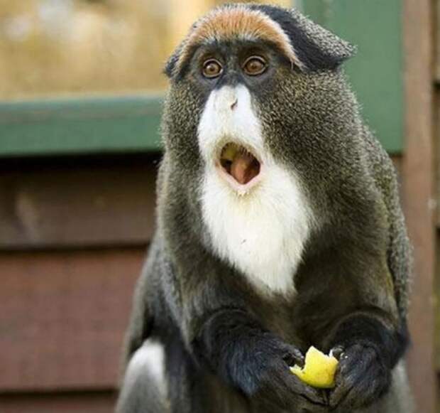 Funny-animals-with-muzzles-Agape-16