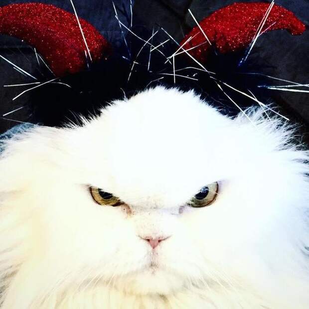 кошки которые хотят вас убить, моя кошка хочет меня убить, злые кошки