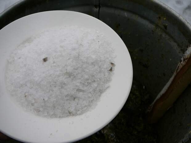 Для приготовления гарума использовал крупную соль - как самую дешевую. За 38 литров сырья на флягу у меня ушло примерно 6 кг. Думаю можно использовать и мелкую йодированную соль