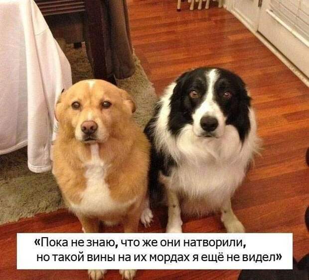 20 наших домашних любимцев, которые понятия не имеют, откуда взялся этот беспорядок 20 наших домашних любимцев, которые понятия не имеют, откуда взялся этот беспорядок