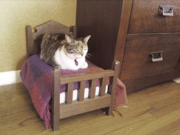 кошка в кроватке