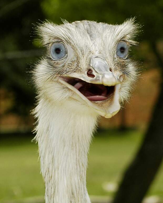 Funny-animals-with-muzzles-Agape-20