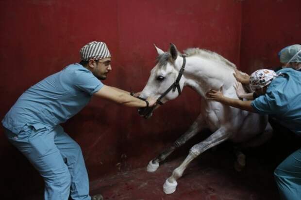 1. Медицинские клиники для лошадей животные, факты