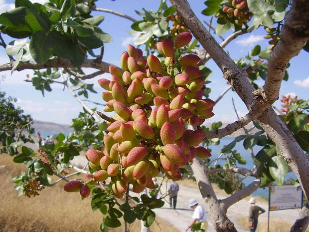 1. Фисташки 1. Фисташки интересно, продукты, урожай