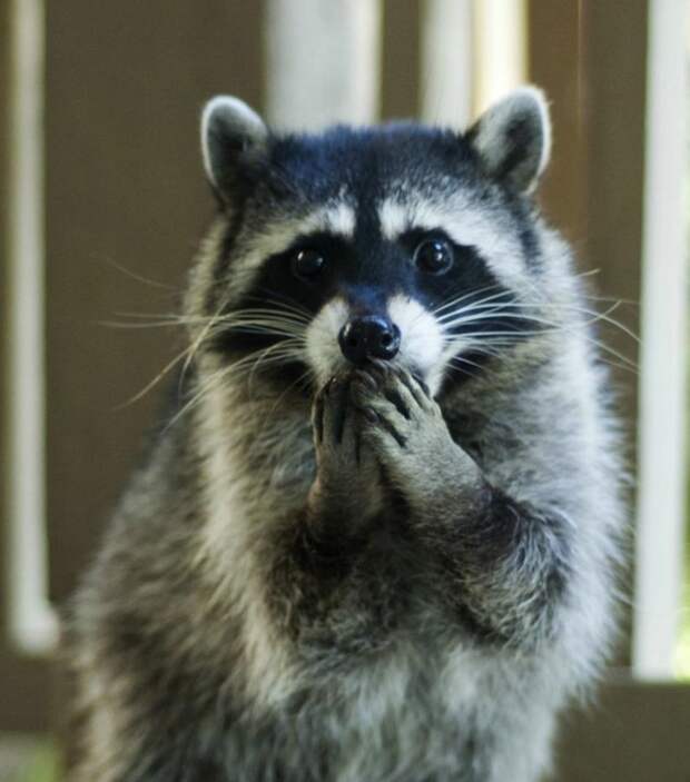 Funny-animals-with-muzzles-Agape-03