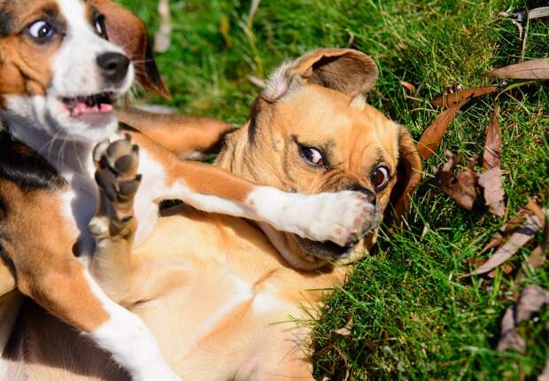 Победители Comedy Pet Photography Awards 2017