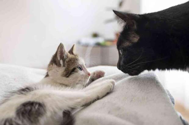 Уроки кошачьего детства: как мать готовит котят к большой жизни