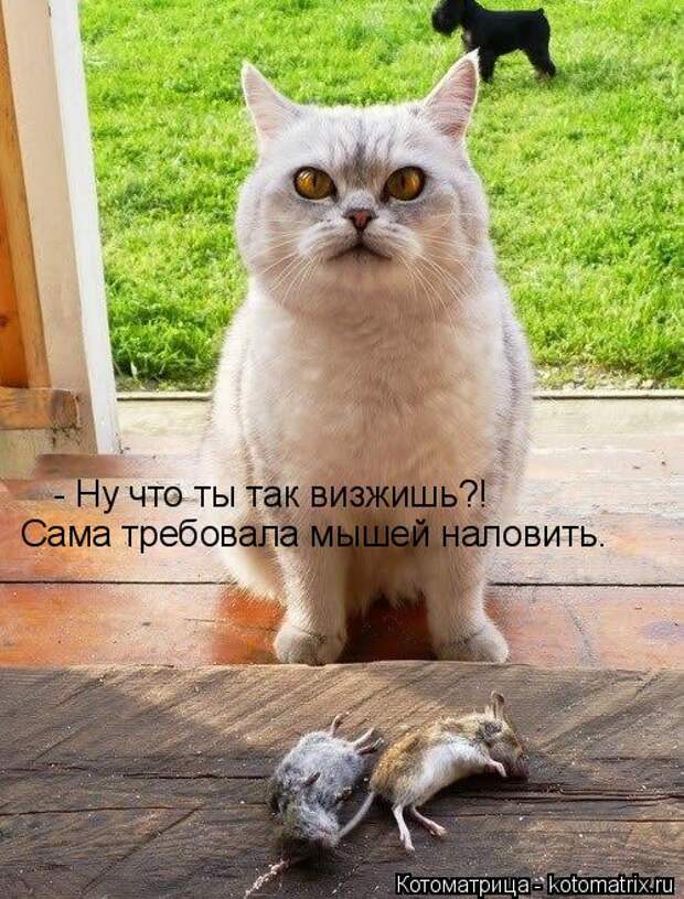 Котоматрица: - Ну что ты так визжишь?! Сама требовала мышей наловить.