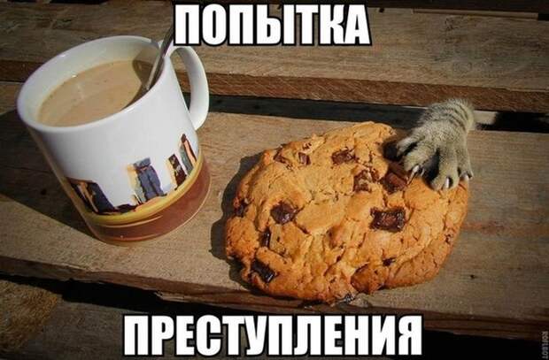 Смешные картинки с подписями катинки, прикол, юмор