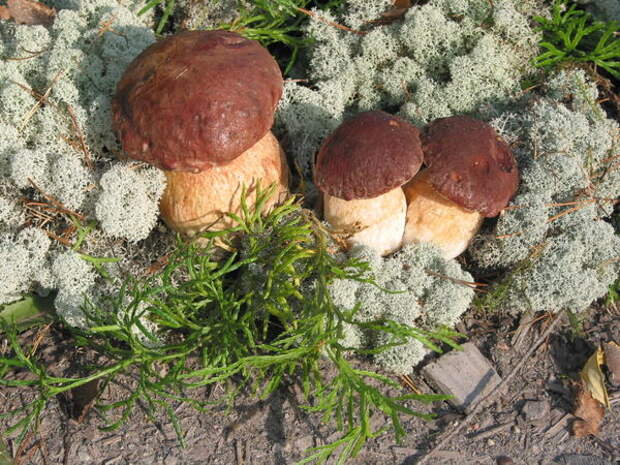 B&amp;amp;amp;oacute;letus pinophilus, белый гриб сосновый