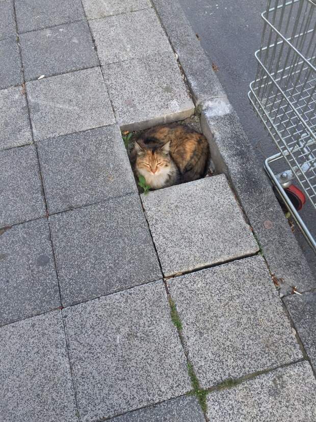 20+ котеек, которые пренебрегают всеми известными законами физики