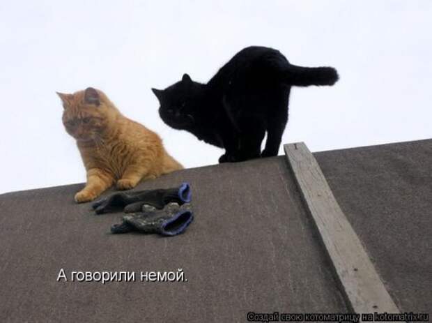 Свежая котоматрица (36 фото)