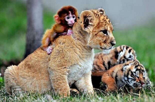 Эти милые детки беззаботно играют в Guaipo Manchurian Tiger Park в Шэньяне, провинция Ляонин.