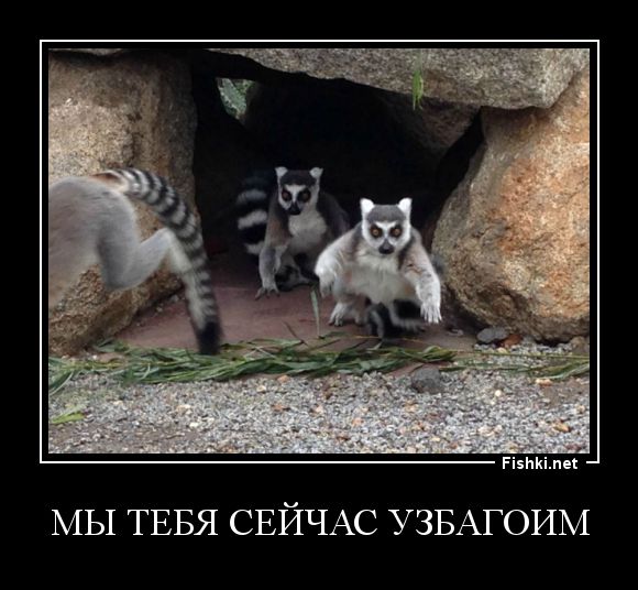 Демотиваторы  демотиваторы, прикол, смех, юмор