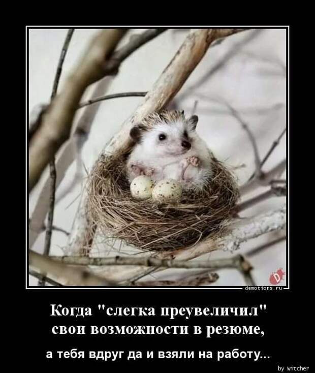 Прикольные демотиваторы с надписями. Подборка chert-poberi-dem-chert-poberi-dem-29310421092020-10 картинка chert-poberi-dem-29310421092020-10