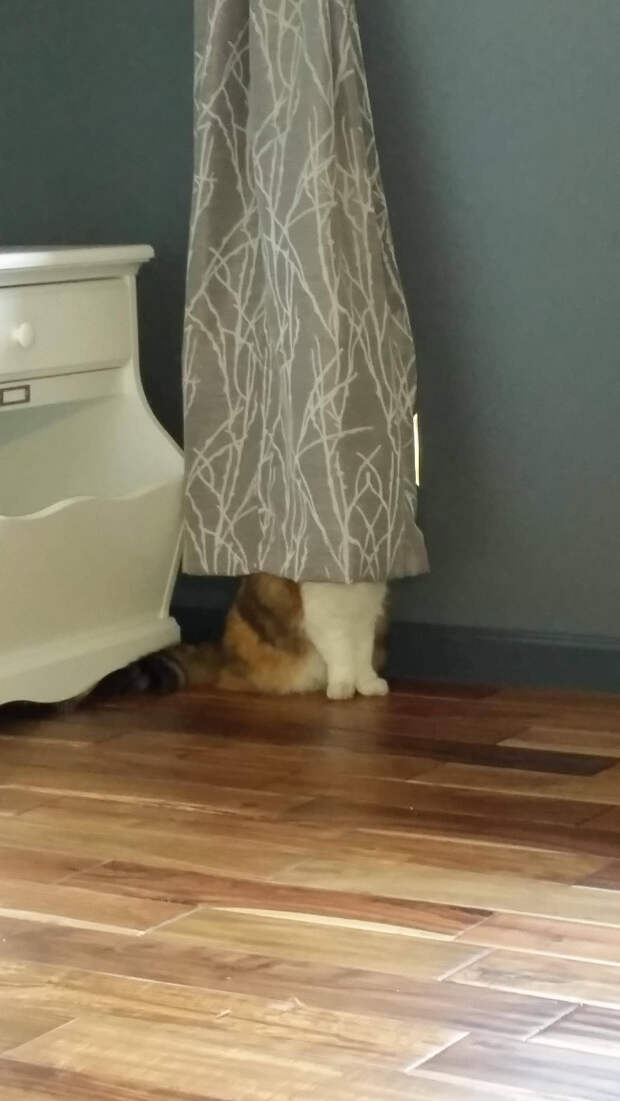 кошки которые думают что они хорошо спрятались