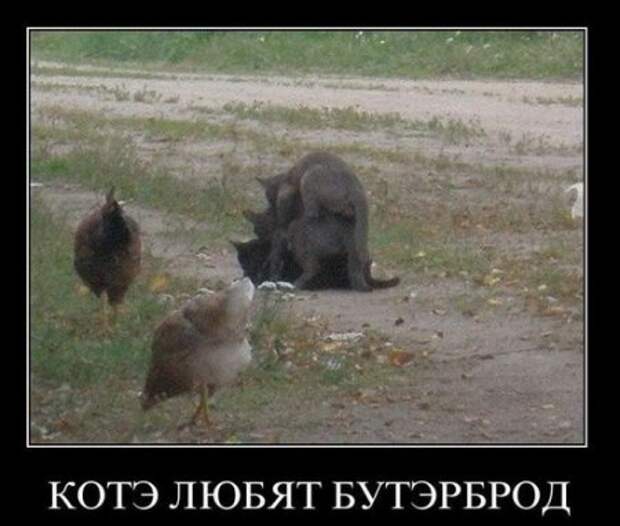 Новейшие демотиваторы, генератор хорошего настроения!