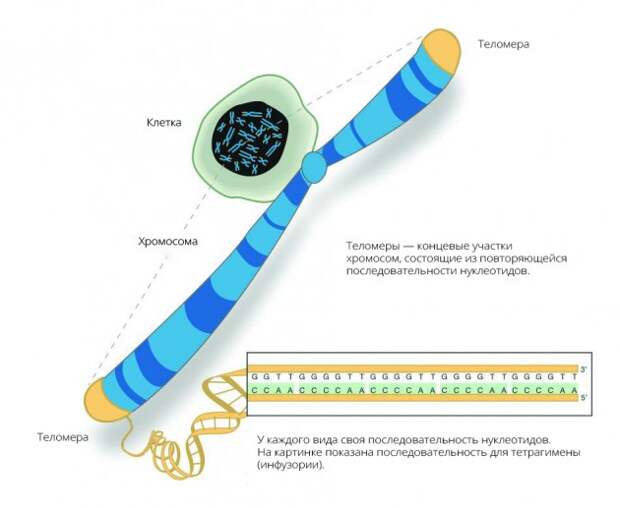 Процесс старения зависит от скорости укорачивания теломер