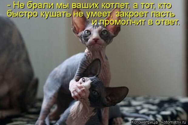 Котоматрица свежак (36 шт)