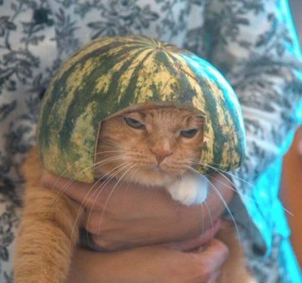 Прикольные животные, которых не плохо кормят.