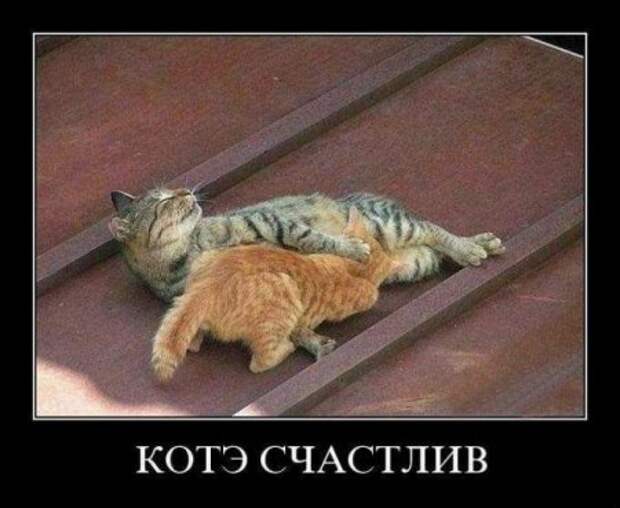 Прикольные демотиваторы, гарантия хорошего настроения.