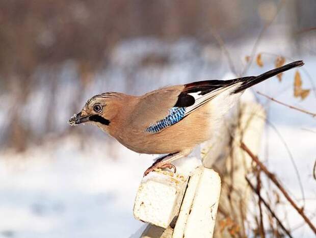 Самые популярные декоративные птицы Сойка (Garrulus glandarius), фото фотография картинка