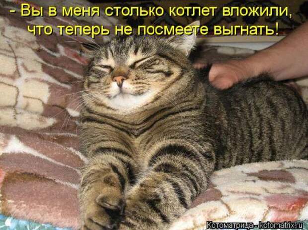 Котоматрицы (картинки с надписями)