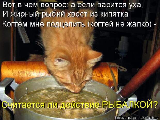 Лучшие котоматрицы недели (50 фото)