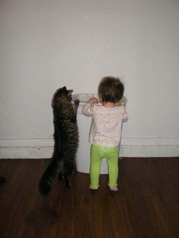 коты самые лучшие друзья (6)