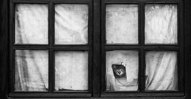 черно белые фотографии кошек (26)