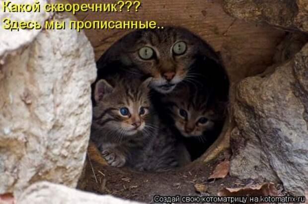Котоматрица на Бугаге (34 фото)