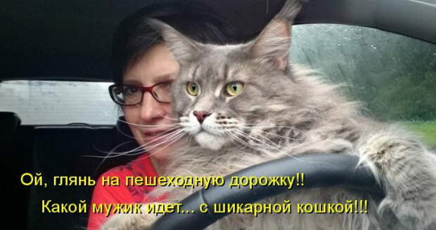Лучшие котоматрицы недели (50 фото)