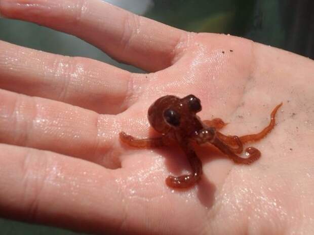 21. Маленький осьминог детеныши, животные, милота