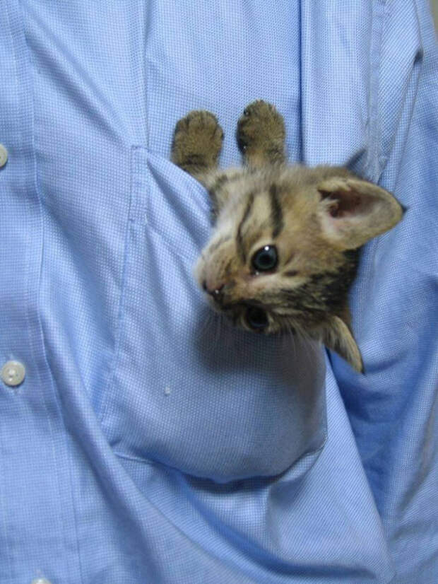 милые котики в карманах 