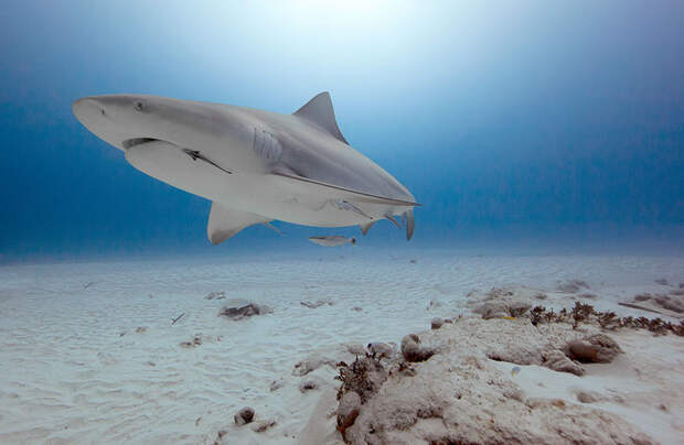 underwater-animal-photography-by-jorge-cervera-hauser-16