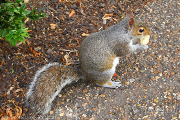 Лондон. Kensington Gardens / Фото из Великобритании