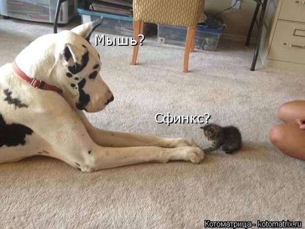 Лучшие котоматрицы недели