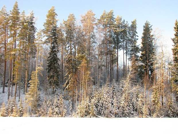 Отпуск в лесу