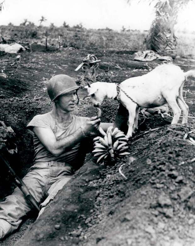 Солдат делится бананом с козочкой во время войны на Сайпане, ок. 1944 года.
