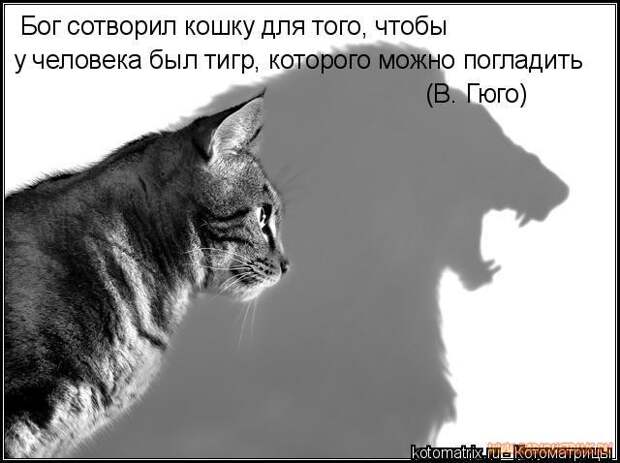 Животный позитивчик