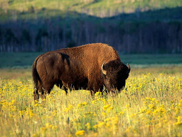 Бизон (Bison bison), фото парнокопытные животные фотография быки 